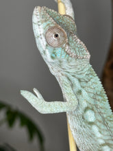 Load image into Gallery viewer, AMBILOBE FEMALE Panther Chameleon: Rogue x Phoenix (S11)