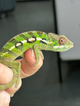 Load image into Gallery viewer, Sambava Male: Marley x Mabel (E1)