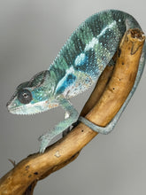 Load image into Gallery viewer, AMBILOBE Male Panther Chameleon: (E35)