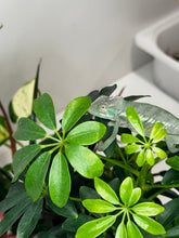 Load image into Gallery viewer, ANKIFY X AMBILOBE Panther Chameleon: (E17)