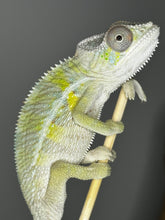 Load image into Gallery viewer, Ambilobe male panther chameleon: Flash x Opal (E22)
