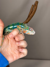 Load image into Gallery viewer, AMBILOBE Panther Chameleon: (J2)