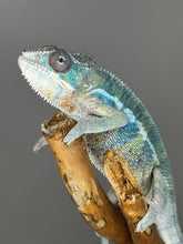 Load image into Gallery viewer, AMBILOBE Male Panther Chameleon: (E35)