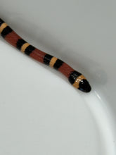 Load image into Gallery viewer, Apricot Pueblan Milk Snake- (MS4)