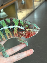Load image into Gallery viewer, AMBILOBE Panther Chameleon: Riot/JJ/Bolt (J2)