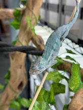 Load image into Gallery viewer, AMBANJA Panther Chameleon: Blue Inferno x Tango (E8)