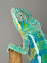 Load image into Gallery viewer, AMBANJA Panther Chameleon: (E21)