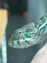 Load image into Gallery viewer, AMBILOBE Panther Chameleon: Frank x Sandy (Q1)