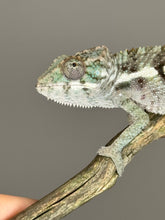 Load image into Gallery viewer, SAMBAVA Panther Chameleon: (E5)