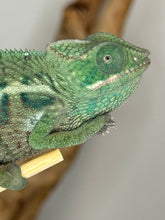 Load image into Gallery viewer, AMBANJA Panther Chameleon: (E7)