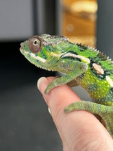 Load image into Gallery viewer, Sambava Male: Marley x Mabel (E1)