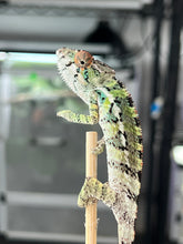 Load image into Gallery viewer, Ambilobe male: Sam x Georgia (R3)