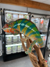 Load image into Gallery viewer, Ambilobe male: WC Hawkeye x Nugget (J1)