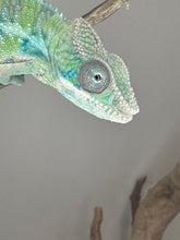 Load image into Gallery viewer, AMBILOBE Male Panther Chameleon: (E2)