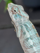 Load image into Gallery viewer, AMBANJA Panther Chameleon: Blue Inferno x Tango (E8)