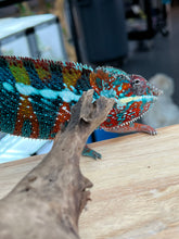 Load image into Gallery viewer, AMBILOBE male: WC Hawkeye x Nugget (J3)