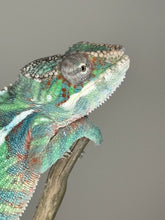 Load image into Gallery viewer, AMBILOBE Male Panther Chameleon: (E14)