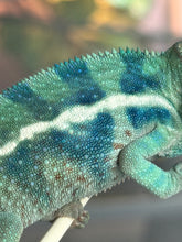 Load image into Gallery viewer, AMBANJA/NOSY FALY male (R8)