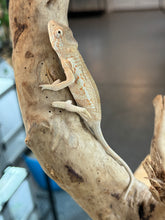 Load image into Gallery viewer, Ambiolbe FEMALE Panther Chameleon: (S1)