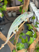 Load image into Gallery viewer, AMBILOBE Panther Chameleon: Frank x Sandy (J7)