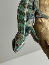 Load image into Gallery viewer, AMBILOBE Panther Chameleon: (E23)