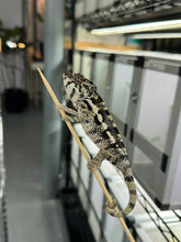 Load image into Gallery viewer, SAMBAVA Panther Chameleon: Marley x Mabel (Q14)