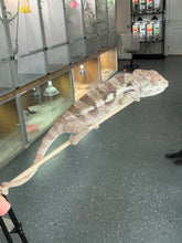 Load image into Gallery viewer, SAMBAVA Panther Chameleon: Marley x Mabel (R11)