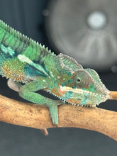 Load image into Gallery viewer, AMBILOBE Panther Chameleon: (E11)