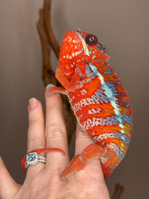 Load image into Gallery viewer, AMBILOBE Panther Chameleon: (E16)
