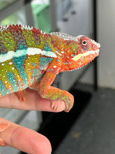 Load image into Gallery viewer, Ambilobe male: WC Hawkeye x Nugget (J11)