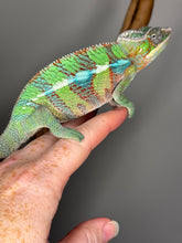 Load image into Gallery viewer, AMBILOBE Male Panther Chameleon: (E7)
