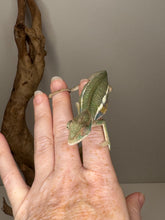 Load image into Gallery viewer, Ambilobe Panther Chameleon (E7) – Vibrant Male from Premium Bloodline