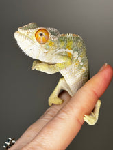 Load image into Gallery viewer, AMBILOBE male: Sam x Amie (S1)