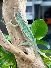 Load image into Gallery viewer, Ambilobe male: Flash x Rocky (R6)
