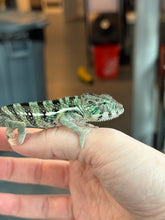 Load image into Gallery viewer, AMBANJA x WC male (I2)