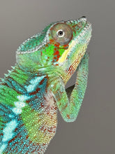 Load image into Gallery viewer, AMBILOBE Male Panther Chameleon: (E18)