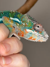 Load image into Gallery viewer, AMBILOBE Panther Chameleon: (J2)