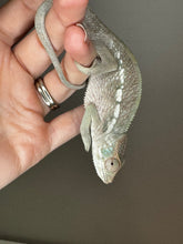 Load image into Gallery viewer, AMBILOBE FEMALE Panther Chameleon: Rogue x Phoenix (S3)