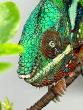 Load image into Gallery viewer, AMBILOBE male: Riot/JJ/Bolt (J10)