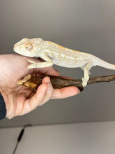 Load image into Gallery viewer, AMBILOBE FEMALE Panther Chameleon: 🚺 (E18)