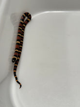 Load image into Gallery viewer, Apricot Pueblan Milk Snake- (MS1)