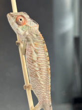 Load image into Gallery viewer, AMBILOBE Panther Chameleon: Magnus x Skittles (R2)