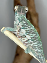 Load image into Gallery viewer, Designer Panther Chameleon: (E17)