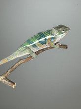 Load image into Gallery viewer, AMBILOBE Panther Chameleon: (E4)