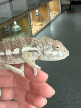 Load image into Gallery viewer, SAMBAVA Panther Chameleon: Marley x Mabel (R11)