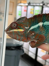 Load image into Gallery viewer, Ambilobe Panther Chameleon Riot/JJ/Bolt
