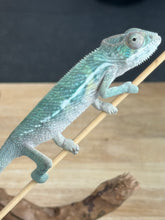 Load image into Gallery viewer, AMBILOBE Panther Chameleon: Frank x Sandy (Q7)