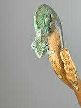Load image into Gallery viewer, Ambilobe Male Panther Chameleon: Flash x Opal (E19)
