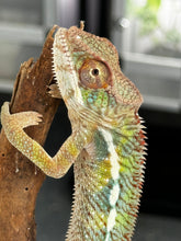 Load image into Gallery viewer, AMBILOBE Panther Chameleon: Frank x Sandy (J6)