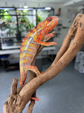 Load image into Gallery viewer, Ambilobe male: Dax x Whiskey Girl (C8)